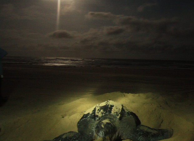 Leatherback turtle laying her eggs.