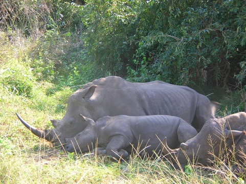 Rhinos at Isimangaliso Wetland Park